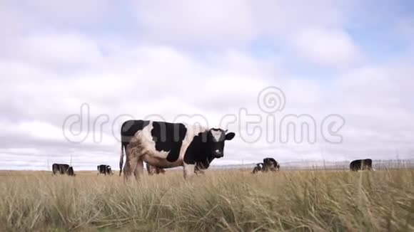 奶牛看着镜头长期射击视频的预览图