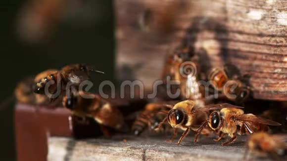 欧洲蜂蜜蜂蜜蜂蜜蜂雄蜂起飞蜂活在诺曼底慢动作视频的预览图