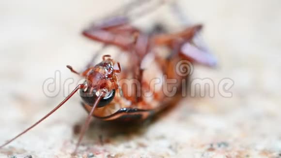 中毒蟑螂被蚂蚁咬在地上挣扎特写视频的预览图