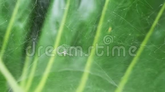蜘蛛在绿叶上拉网雨林中的生物多样性视频的预览图