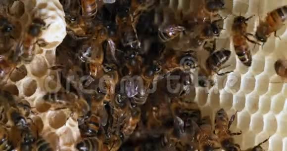 欧洲蜂蜜蜜蜂蜜蜂野雷蜜蜂阿尔维鲁斯蜜蜂女王细胞诺曼底野生蜜蜂视频的预览图