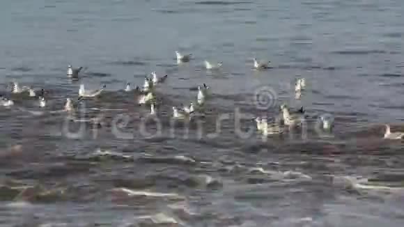 水上海鸥高速视频的预览图
