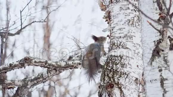 松鼠在桦树树枝上跳跃视频的预览图