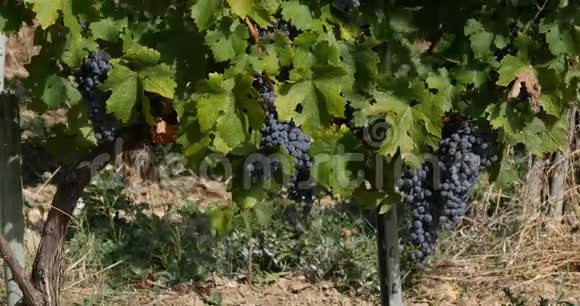 法国东南部阿尔皮勒的葡萄酒和一串葡萄实时视频的预览图