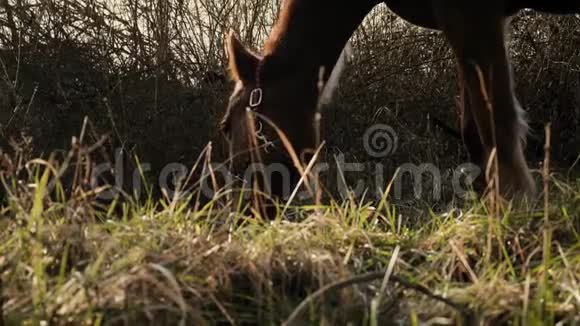 近距离观看马的脸在草坪上缓慢地吃青草视频的预览图