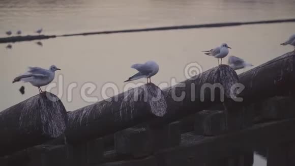 海鸥坐在普拉哈海滨长廊的原木上视频的预览图
