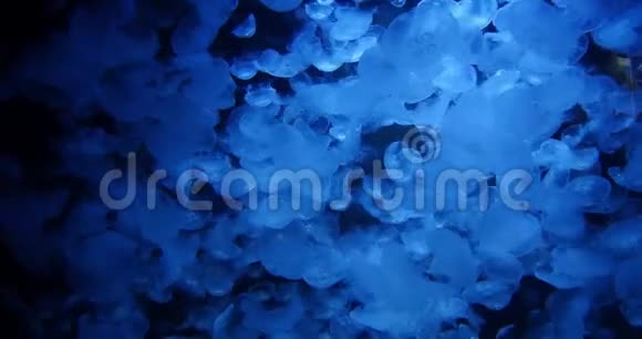 普通水母或月水母乌雷利亚极光游泳实时视频的预览图