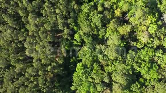 穿过树木繁茂地区的鸟瞰图视频的预览图