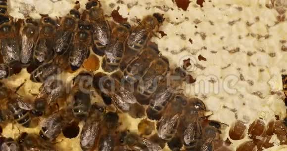 欧洲蜜蜂蜜蜂蜜蜂蜜蜂移动蜂蜜为育雏腾出空间蜂活在诺曼底实时4K视频的预览图
