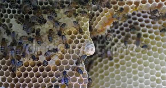 欧洲蜜蜂蜜蜂野生射线上的蜜蜂蜂巢上的蜜蜂蜂王的细胞诺曼底的野生蜂巢真的视频的预览图