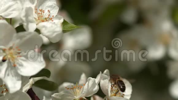 欧洲蜂蜜蜂蜜蜂蜜蜂黑蜂觅食苹果花授粉法诺曼底冷藏时间视频的预览图