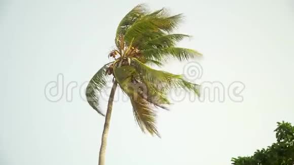 孤独的棕榈树随风在明亮的天空中移动视频的预览图