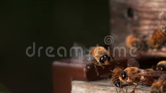 欧洲蜂蜜蜂蜜蜂蜜蜂雄蜂起飞蜂活在诺曼底慢动作视频的预览图