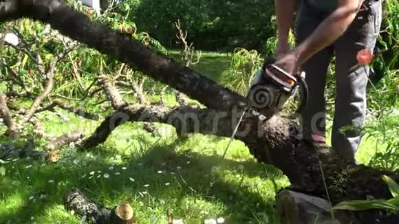 男园丁用电锯锯树枝暴风雨后清洁花园万向节视频的预览图