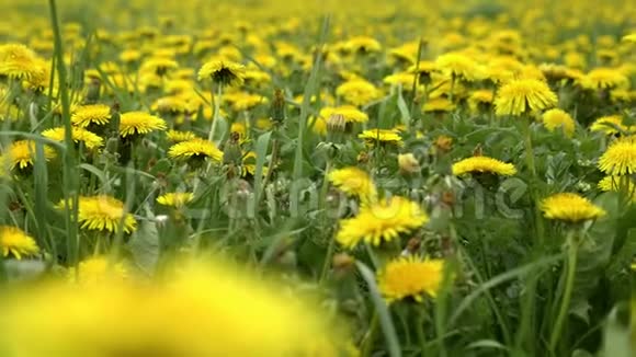 草地上的蒲公英春天的黄花视频的预览图