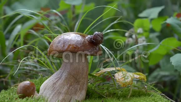 蜗牛在树林里的白色蘑菇上爬行视频的预览图