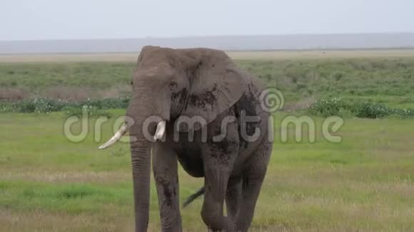 近距离观看一只成年野生非洲大象穿越草原平原视频的预览图