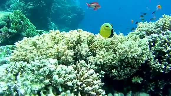 一群热带鱼在五颜六色的珊瑚礁红海埃及视频的预览图