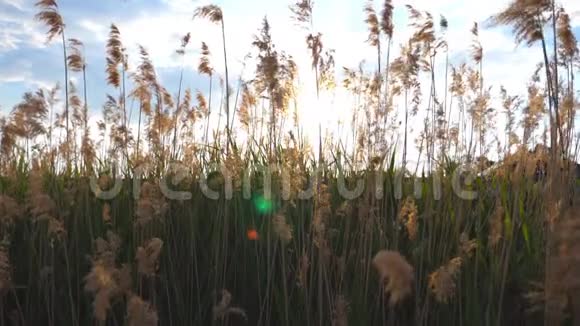 日落时分一个年轻的面目全非的女孩穿过高高的草地享受大自然的女孩视频的预览图