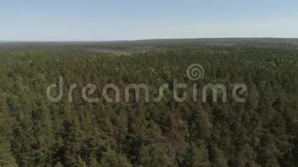 鸟瞰美丽绿林航拍空中观景4K照相机飞过森林这就是视频的预览图