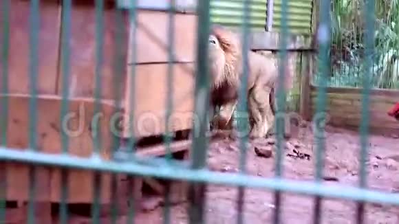狮子咆哮视频的预览图