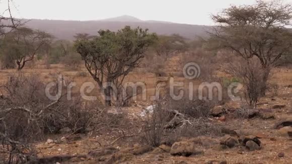 非洲桑布鲁保护区的灌木丛中野生雌羚羊和她的孩子视频的预览图
