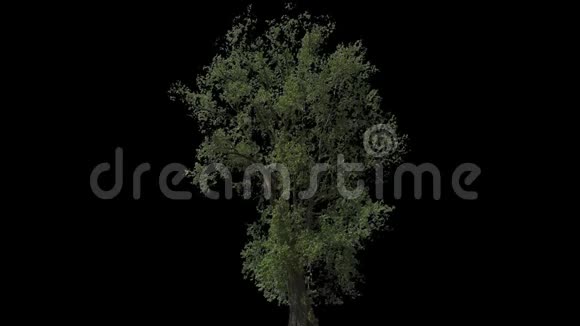 黑杨孤立树视频的预览图