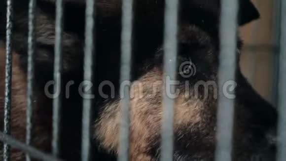 悲伤的狗的肖像在篱笆后面的避难所等待获救并被收养到新家动物收容所概念视频的预览图