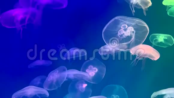 一群水母在水族馆的游泳池里游泳视频的预览图