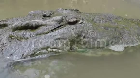 哥伦比亚一河平原鳄鱼的头视频的预览图