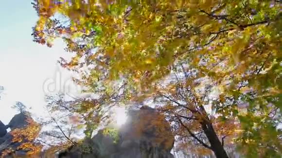 秋日的阳光透过树叶和石头移动摄像机上下对视视频的预览图