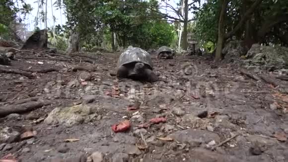 生活在岛上的老海龟视频的预览图