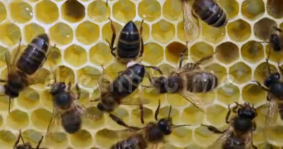 欧洲蜂蜜蜂蜜蜂蜜蜂在花蜜的框架上蜜蜂在诺曼底实时4K视频的预览图
