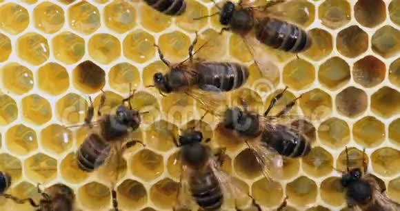 欧洲蜂蜜蜂蜜蜂蜜蜂在花蜜的框架上蜜蜂在诺曼底实时4K视频的预览图