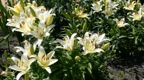 公园里盛开的白色或奶油百合花丛视频的预览图