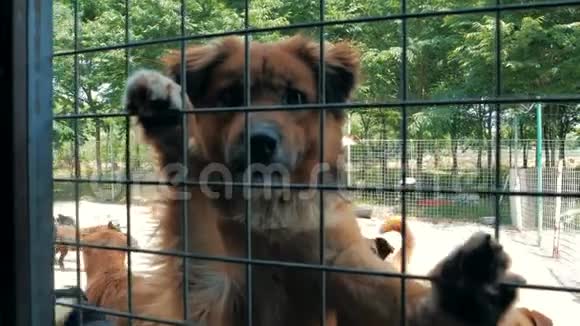 悲伤的狗的肖像在篱笆后面的避难所等待获救并被收养到新家动物收容所概念视频的预览图