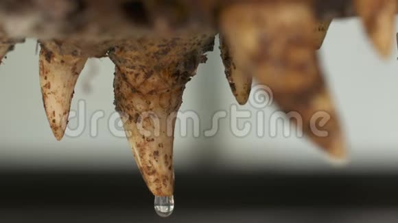 锋利的牙齿鳄鱼的下巴头骨哥伦比亚视频的预览图