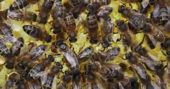 欧洲蜂蜜蜜蜂意大利蜜蜂玫瑰花架上的蜜蜂中间的女王诺曼底的蜜蜂实时4K视频的预览图
