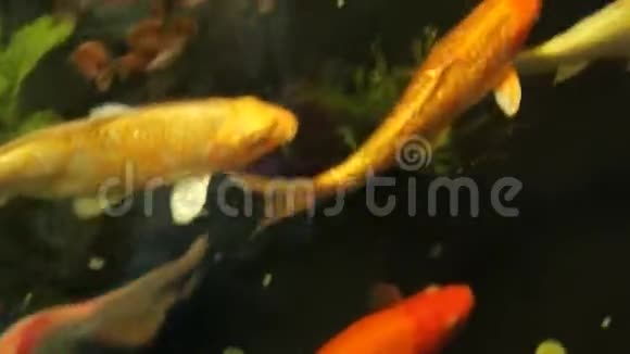 锦鲤鱼鱼大型水族箱鱼视频的预览图