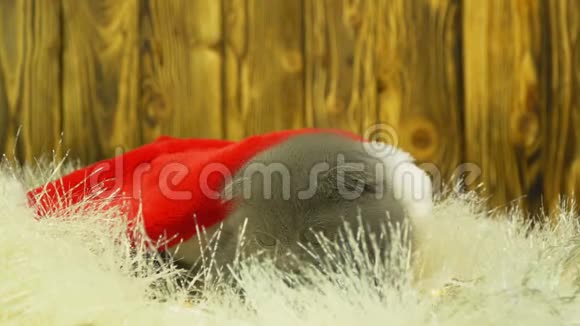 小苏格兰灰猫在玩圣诞装饰品视频的预览图