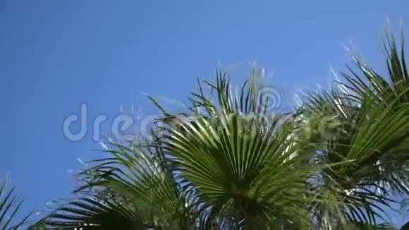 椰枣树成熟的果实和枝条随风移动蓝天上的叶掌树4k视频视频的预览图