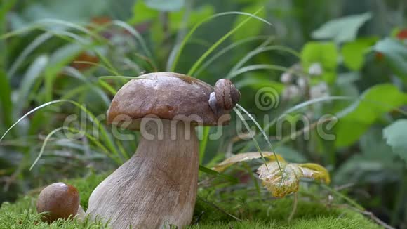 蜗牛在树林里的白色蘑菇上爬行视频的预览图