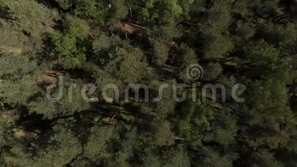 鸟瞰美丽绿林航拍空中观景4K照相机飞过针叶林这就是视频的预览图