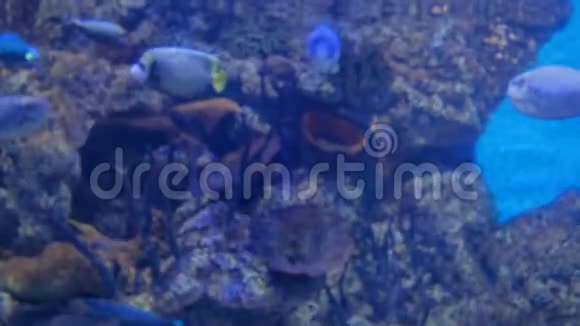 不同的鱼在巨大的水族馆里游泳珊瑚礁背景视频的预览图