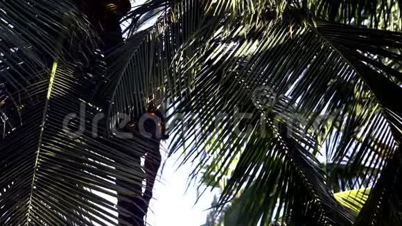 从黑暗的棕榈叶看人拿起椰子视频的预览图