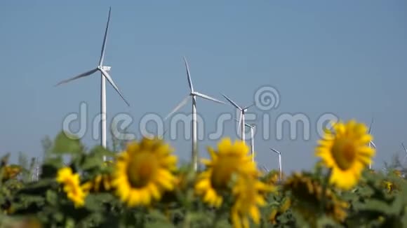风力涡轮机农业葵花田发电机电力视频的预览图
