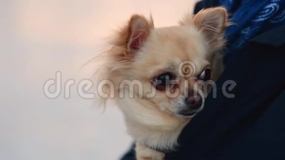 小狗藏在夹克里外面冷视频的预览图