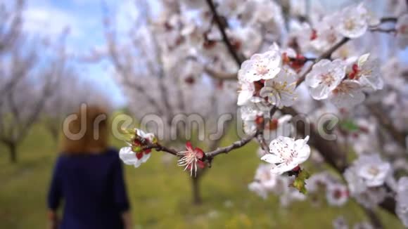 自然界中树上的桃花视频的预览图
