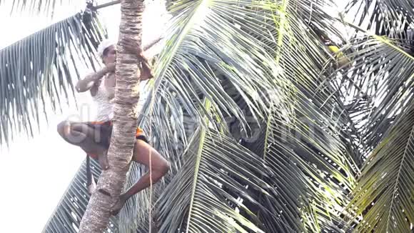 工人扣住棕榈树树干并固定专用木棍视频的预览图