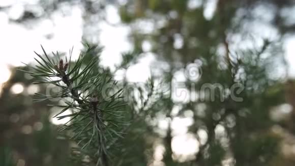 关闭松树针叶的缓慢移动镜头波罗的海国家拉脱维亚的绿色森林视频的预览图